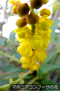 マホニアコンフーサの花